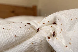 Gros plan macro sur des punaises de lit dans une couture de matelas blanc avec des taches rougeâtres visibles