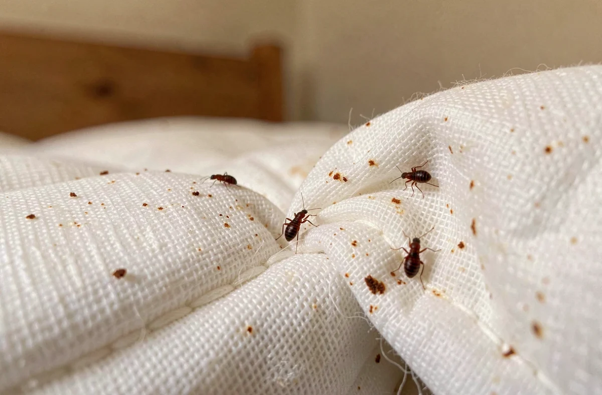 Gros plan macro sur des punaises de lit dans une couture de matelas blanc avec des taches rougeâtres visibles